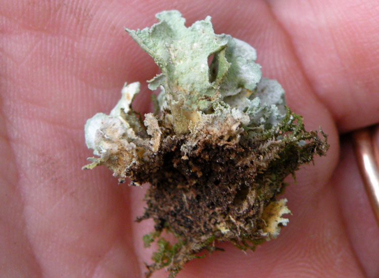 Lobaria virens?